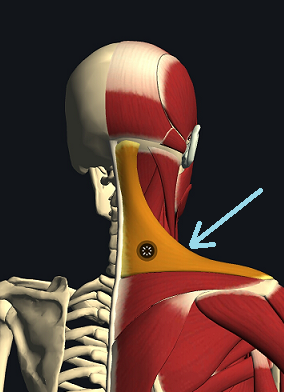 の 肩 首 から 痛み にかけて 肩の痛み｜痛みの原因と治療法－QLife痛み